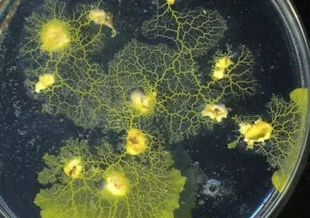 Come on, listen to the slime mold sing a song.